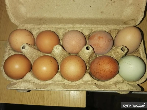 Фото Домашние яйца