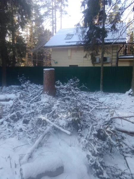 Фото Расчистка спил участка в живописной Вырице. Фотоотчет. 