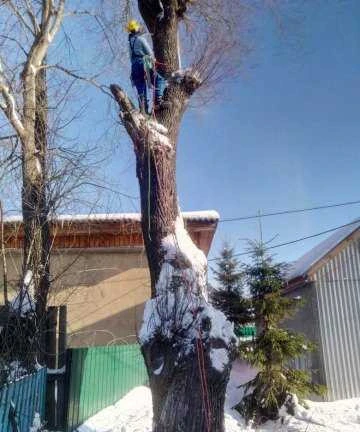 Фото Валка деревьев без техники
