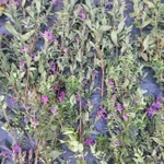 Фото №8 Дербенник иволистный . Цена за 100 грамм. .