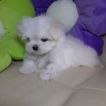 Фото №10 Роскошные девочки Мальтезе