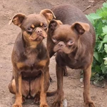 Фото №9 Брабансон черный и шоколадный