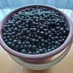 фото Арония черноплодная рябина