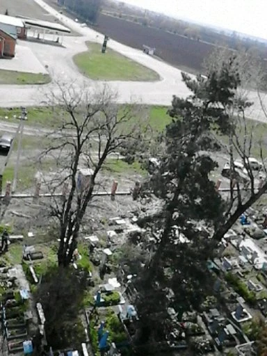 Фото Спил сложных деревьев