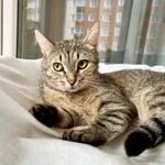 Фото №9 Необыкновенно яркий котик Шелдон в добрые руки