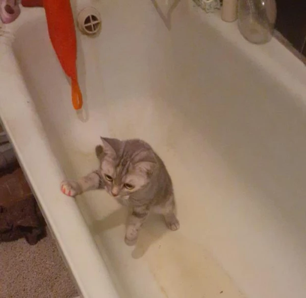 Фото Ищём вислоухого кота для случки)