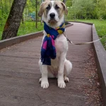 Фото №6 Щенок САО