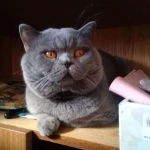 Вязка с котом\Вязка кошек:Шотландский Прямоухий опытный кот на вязку