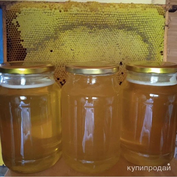 Фото Мёд золотарниковый