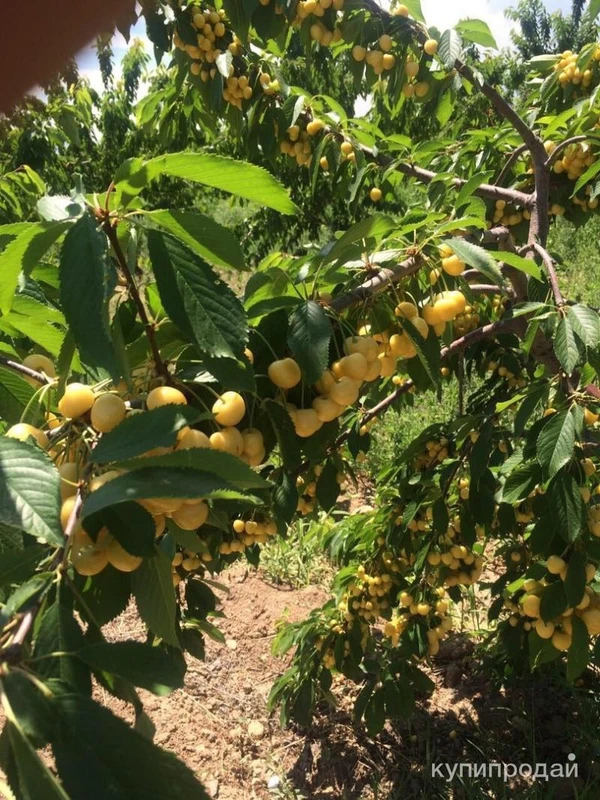 Фото Продаётся Готовый бизнес производства сухофруктов.