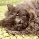 Фото №6 Роскошный красавец нибелунг Ротшильд в добрые руки