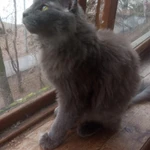 Фото №5 Нибелунг вислоушка