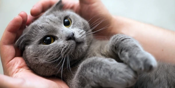 Фото Исправление поведения котов и кошек