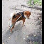 ВЯЗКА КОБЕЛЯ СИБА-ИНУ