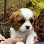 Фото №9 Шикарные породные девочки❤️