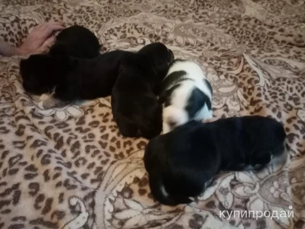 Фото Щенки
