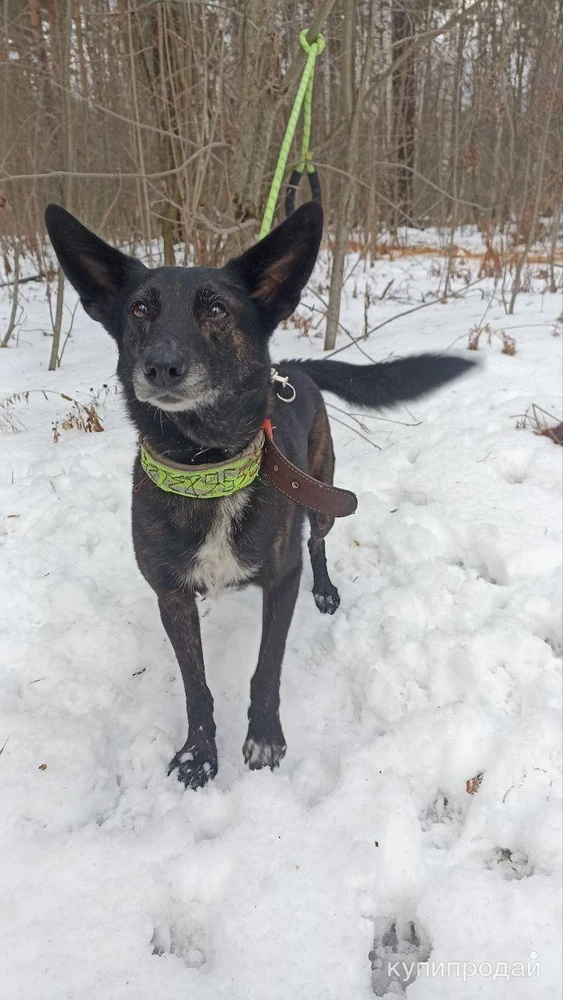 Маленькая, ласковая собачка Черри в добрые руки