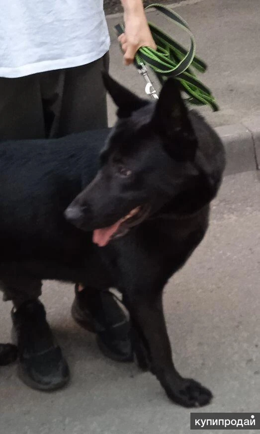 Фото Элитные щенки ВЕО