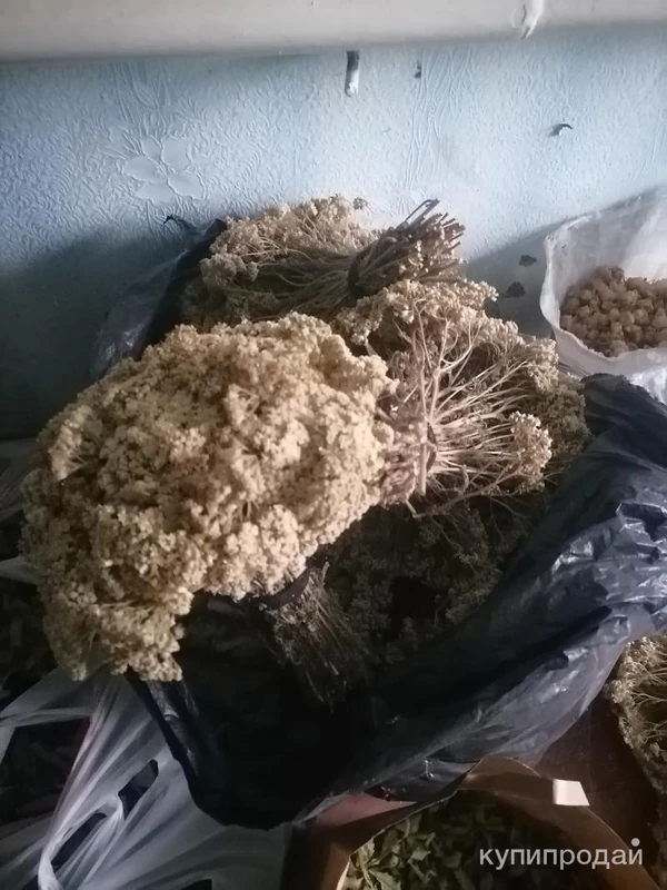 Фото Тысячелистник. Цена за 100 грамм.