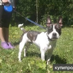 Фото №2 Французского бульдога метиса взрослого - отдам