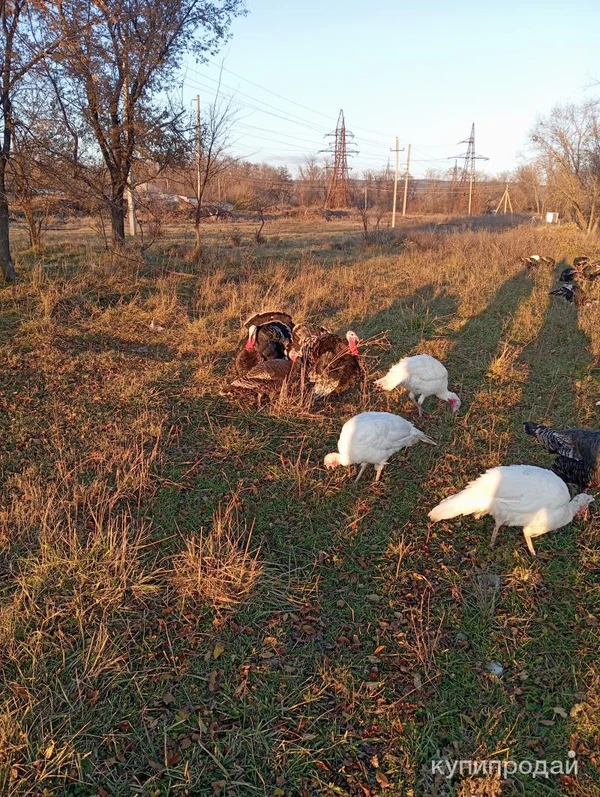 Фото Индюки