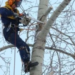 Спиливание деревьев, расчистка участков