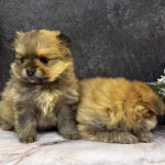 Фото №2 Щенки померанского шпица