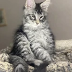 Фото №8 Нежные котята мейн- кун