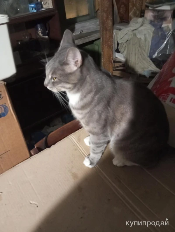 Фото Отдам красавца котика в новую семью