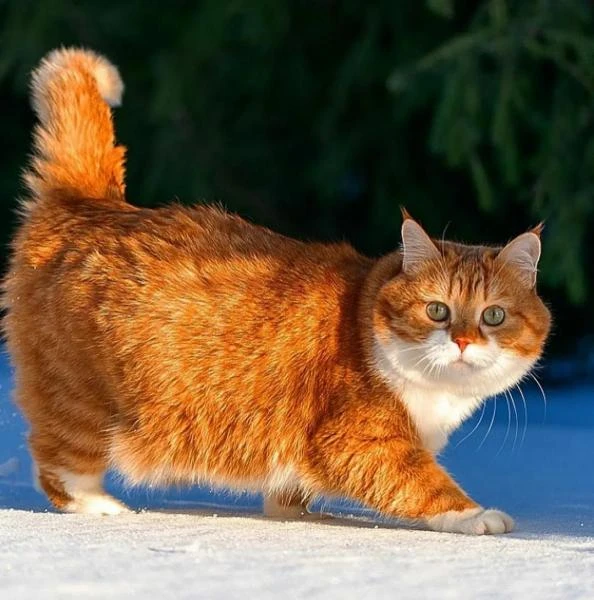 Фото Ремонт стиральных машин на дому