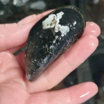 Фото №2 Морепродукты