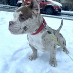 Фото №3 Американский булли экзот