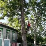 Фото №2 Спилить дерево.Удаление деревьев.Арбористика