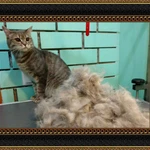 Фото №7 Стрижка кошек, экспресслинька