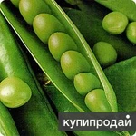 Фото №4 Семена гороха Аксайский усатый 7, Усатый кормовой ЭС