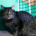 Фото №4 Кот Ричард - крупный и дородный полоскин в добрые руки