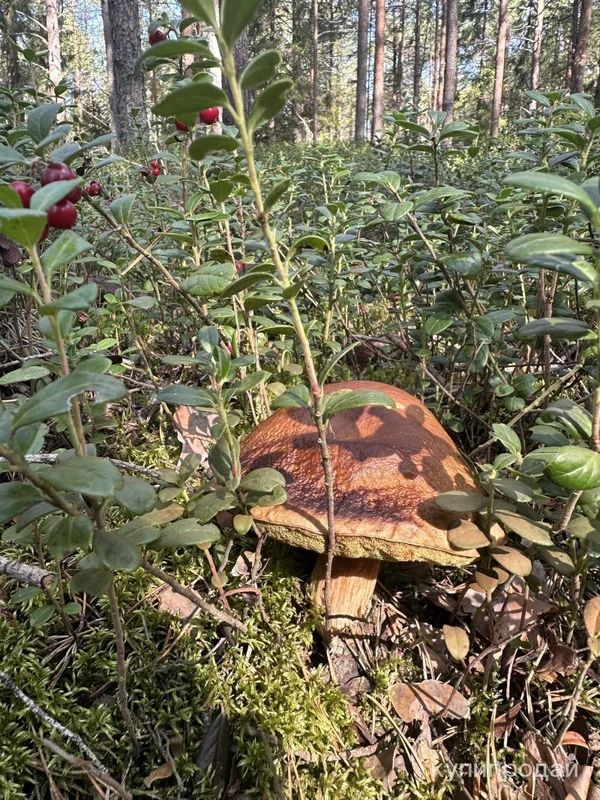 Фото Грибы маслята и белые