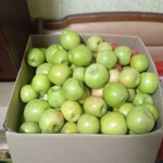 Фото №8 Продам яблоки. ?
