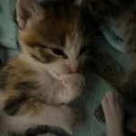 Фото №3 Котенок 2 месяца девочка