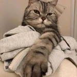 Фото №8 Квартирная передержка кошек