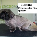Фото №2 Стрижка собак и кошек