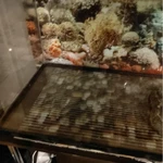 Фото №3 Аквариум 240 мл