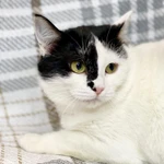 Фото №3 Уникальная красавица кошечка Маска ищет дом