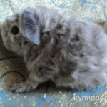 Фото №12 МОРСКИЕ СВИНКИ-разные породы