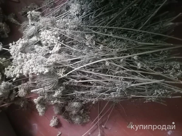 Фото Дикая морковь. Цена за 100 грамм.