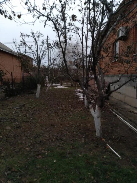 Фото Обрезка деревьев