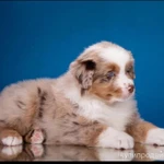 Фото №12 Мини аусси