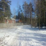 Фото №2 ПРОШЛО 2 ГОДА. Спил деревьев - КОМАРОВО. (Зеленогорск) 