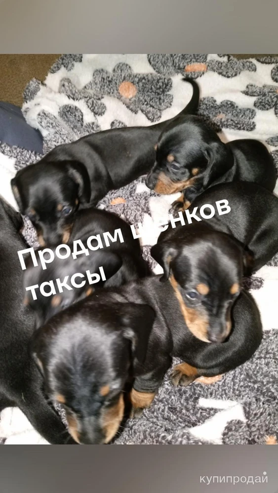 Фото Идет бронь щенков таксы