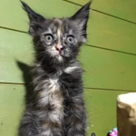 Фото №2 Продам котят породы Мейн-кун